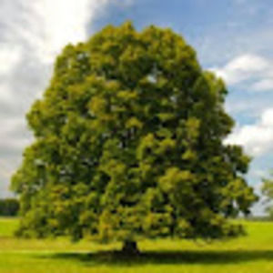 Meet your Posher, Lyndon